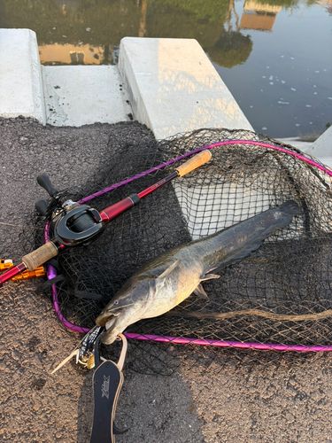 マナマズの釣果