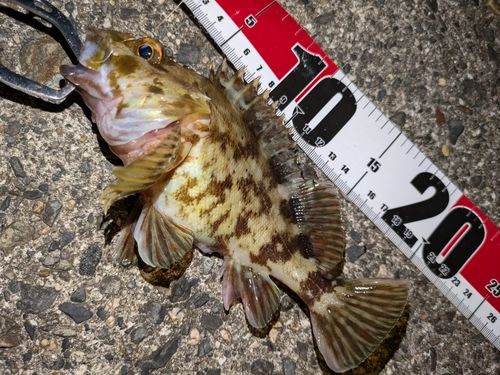 カサゴの釣果