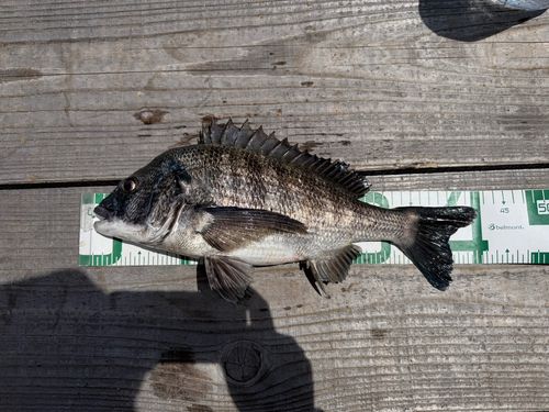 チヌの釣果