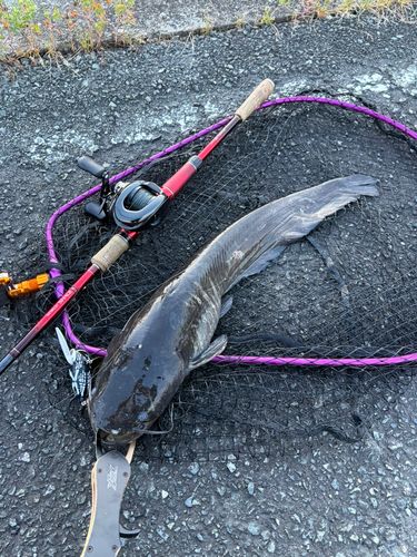 マナマズの釣果