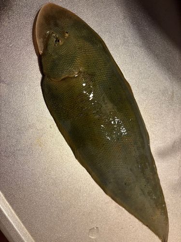 ウシノシタの釣果