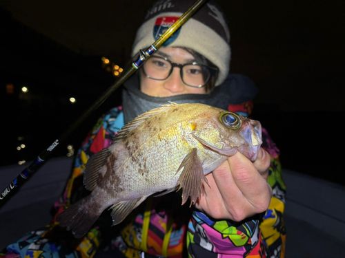 アオメバルの釣果