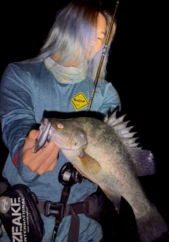 イエローパーチの釣果