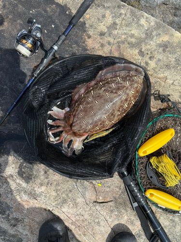 モンゴウイカの釣果