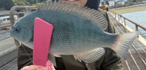 メジナの釣果
