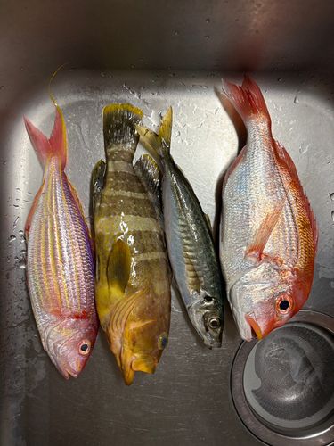 アオハタの釣果