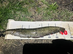 ナマズの釣果