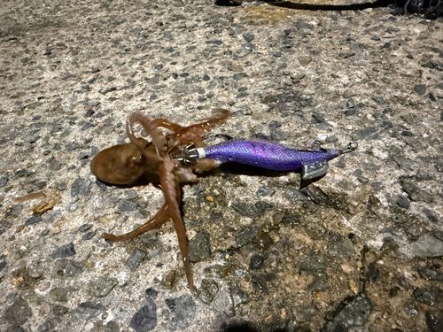 タコの釣果