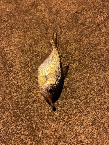ハタンポの釣果