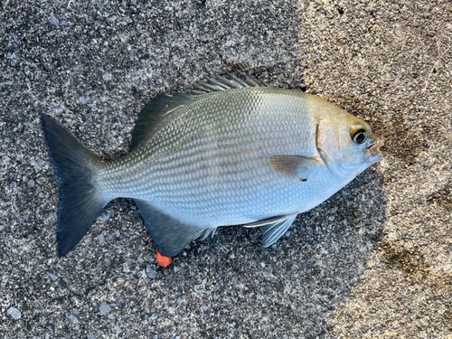 イスズミの釣果