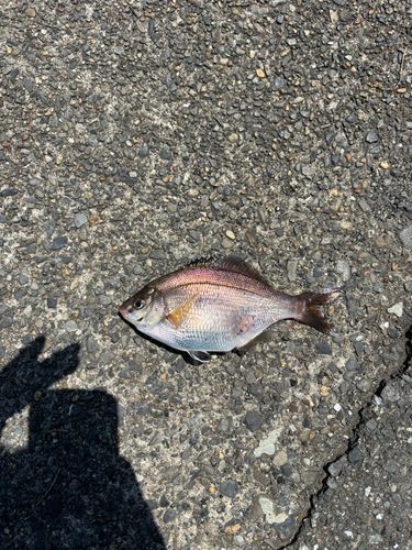 ウミタナゴの釣果