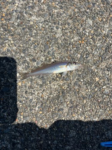 シロギスの釣果