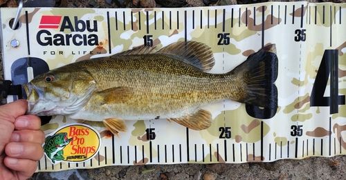 スモールマウスバスの釣果
