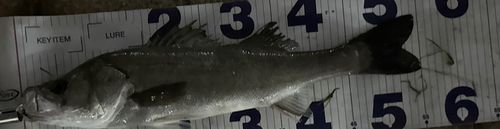 シーバスの釣果