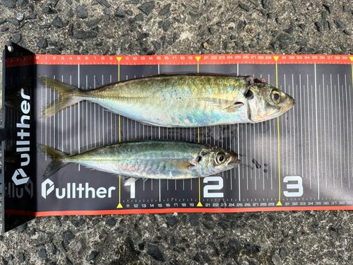 マルアジの釣果