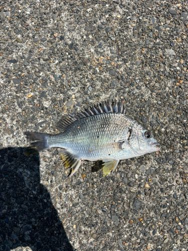 キビレの釣果