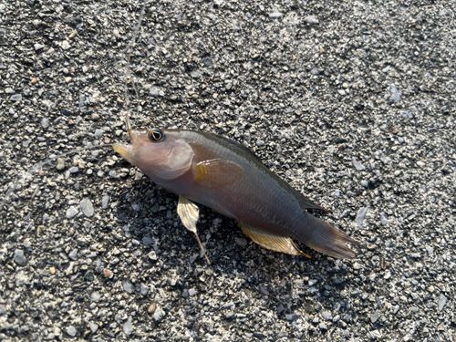 ヤマトビーの釣果