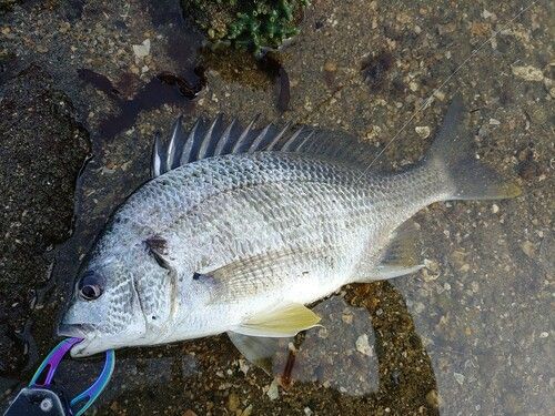 キチヌの釣果