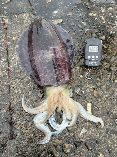 アオリイカの釣果