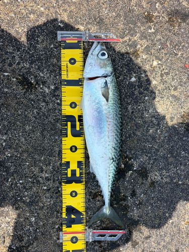 サバの釣果