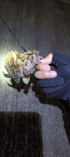 ソイの釣果