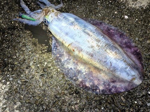 アオリイカの釣果