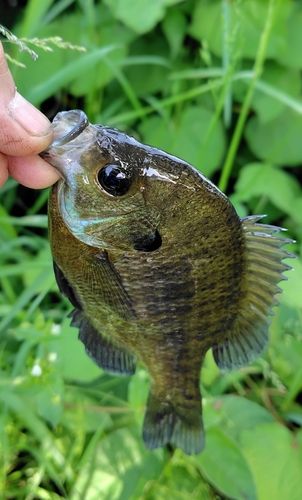 ブルーギルの釣果