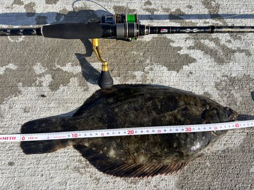 カレイの釣果