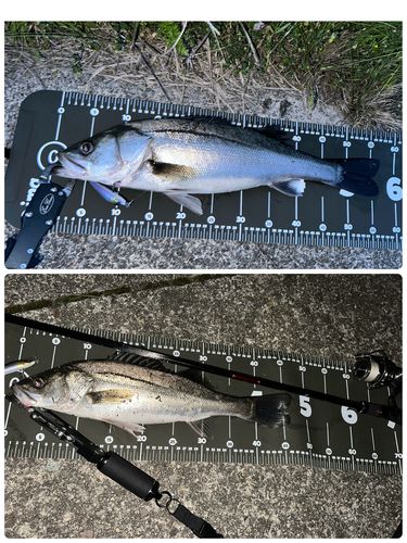 シーバスの釣果