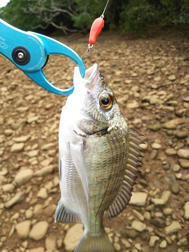 ミナミクロダイの釣果