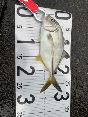 メッキの釣果