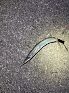 カマスの釣果
