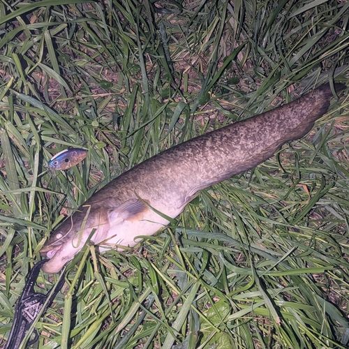 ナマズの釣果