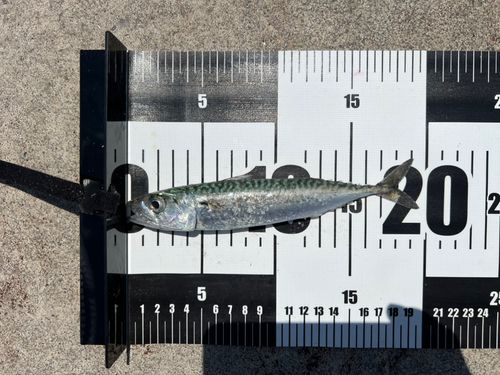 ゴマサバの釣果
