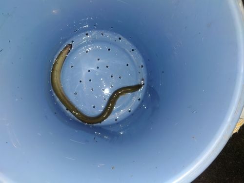 ウナギの釣果