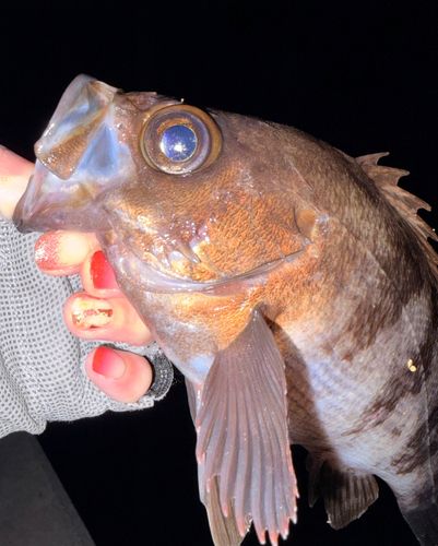 メバルの釣果