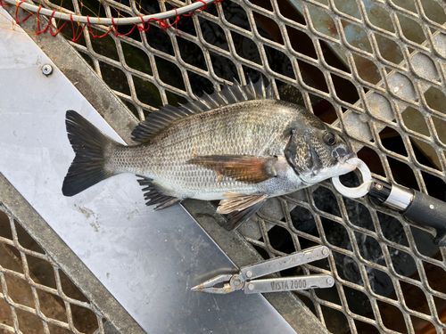 クロダイの釣果