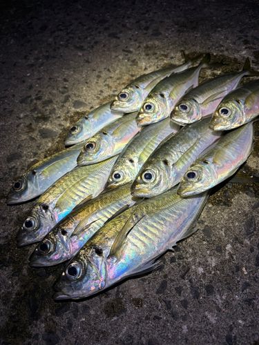 アジの釣果
