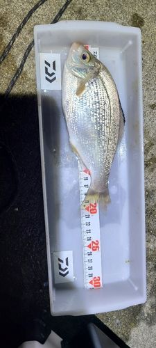 ウミタナゴの釣果