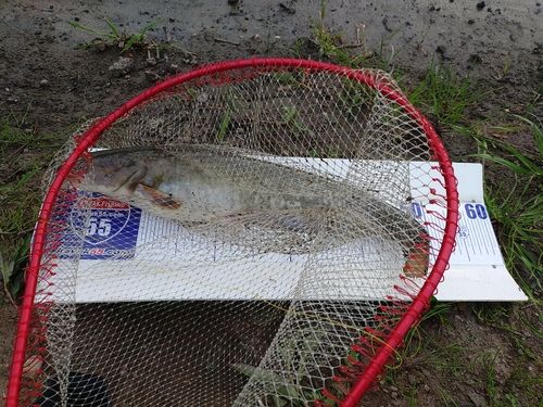 ナマズの釣果