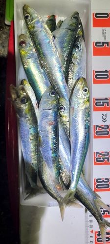 イワシの釣果