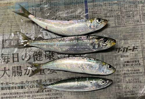マイワシの釣果