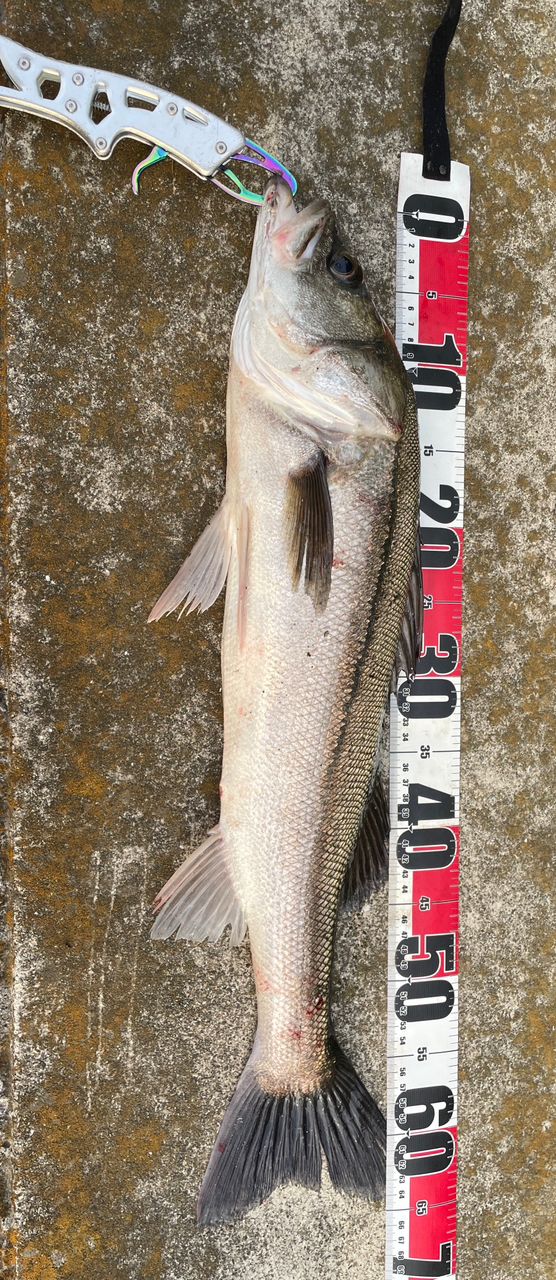SHIMANO 18ディアルーナ S86L-Sの最安値・インプレ・釣果 | 本音の