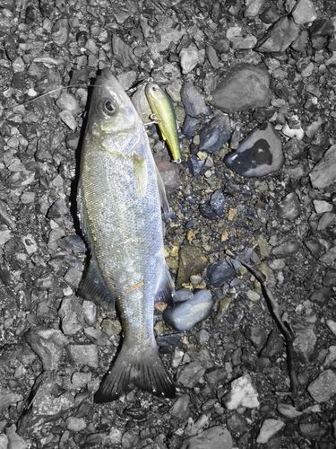 スズキの釣果