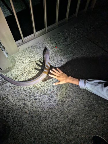 クロアナゴの釣果
