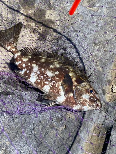 アイゴの釣果
