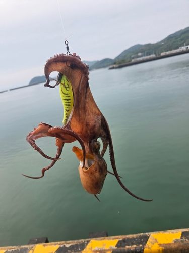 マダコの釣果