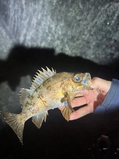 アカメバルの釣果
