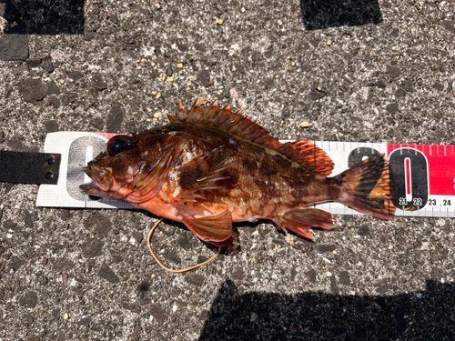カサゴの釣果
