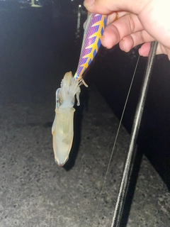 イカの釣果